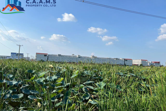 Land for Sale or Rent